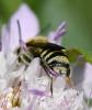 Megachile sp.